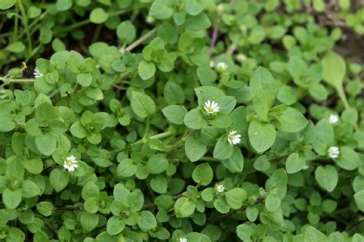 What does common chickweed look like?