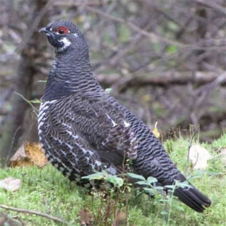 What does spruce grouse taste like?