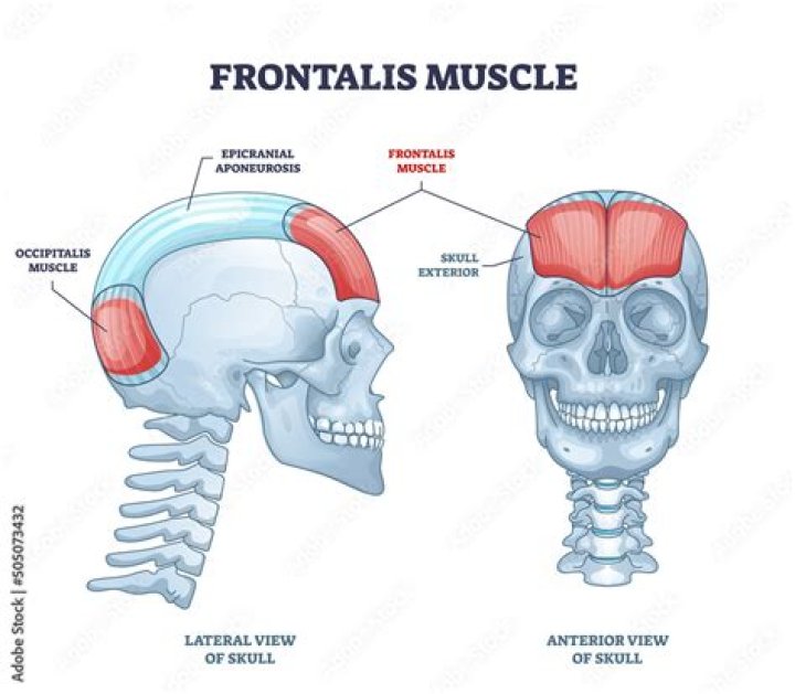 What does the frontalis muscle do?