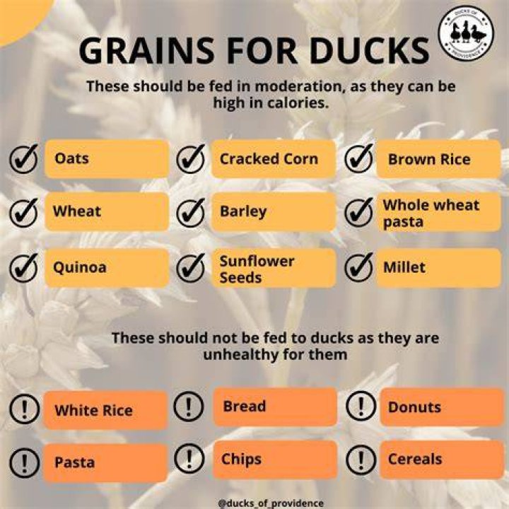 What grains can rabbits eat?