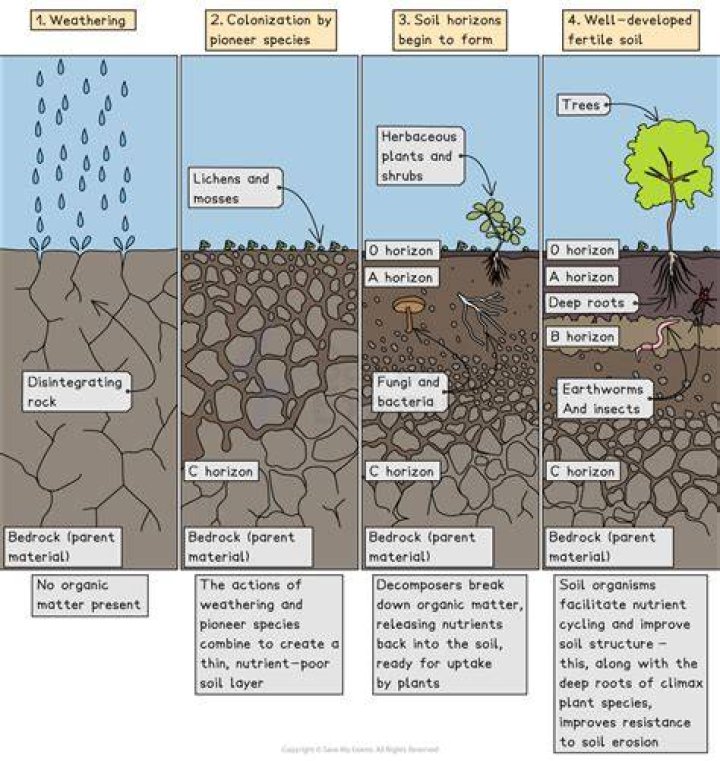 What increases the rate of soil formation?