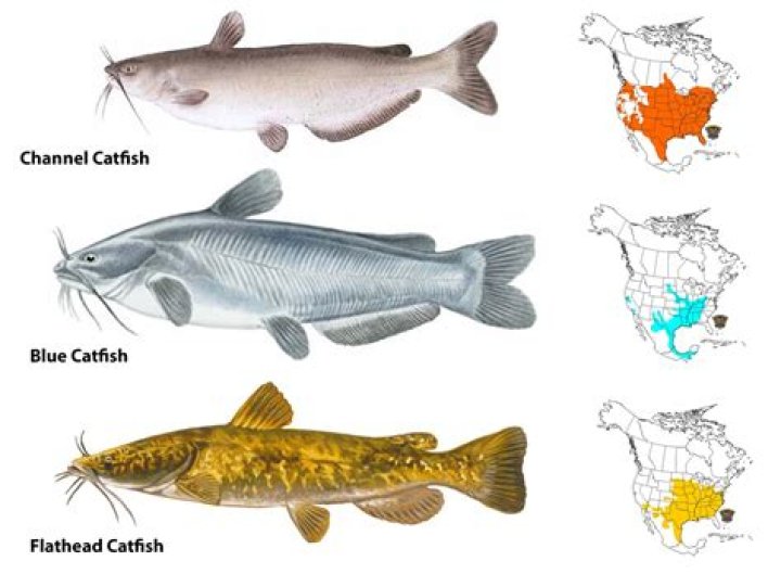 What is a fiddler catfish?