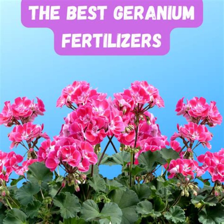 What is the best fertilizer for beans?