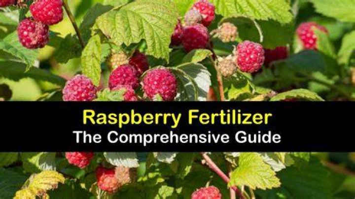 What is the best organic fertilizer for raspberries?