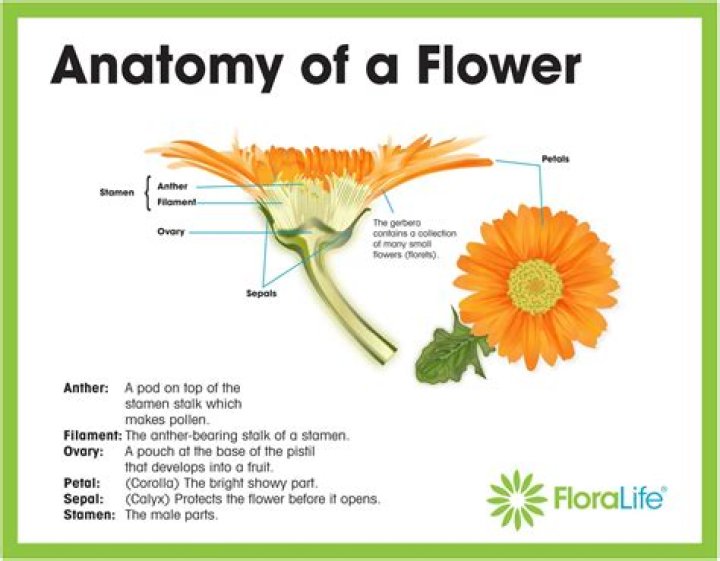 What is the center part of a flower called?
