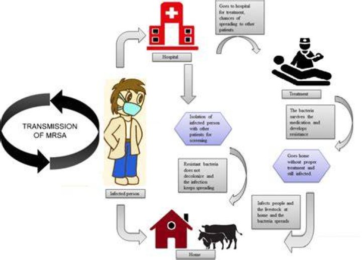What is the chain of transmission for MRSA?