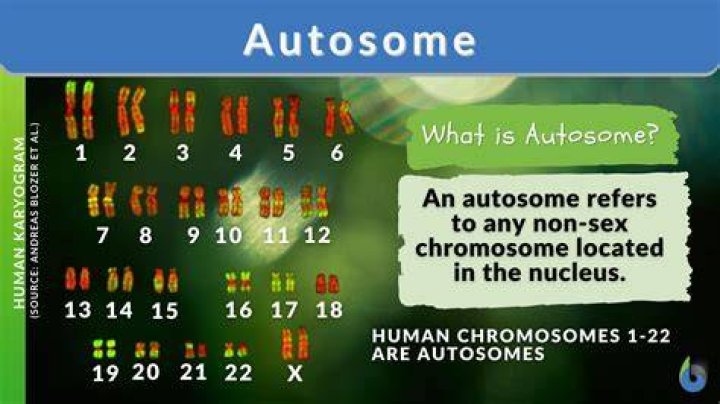What is the definition of an Autosome quizlet?