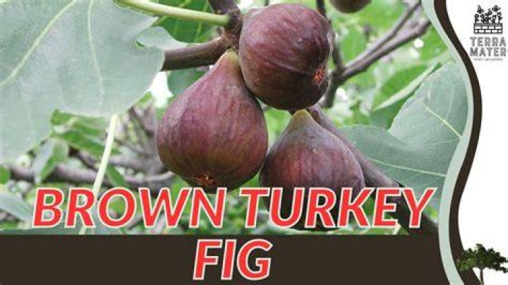What is the difference between Brown Turkey figs and Black Mission figs?