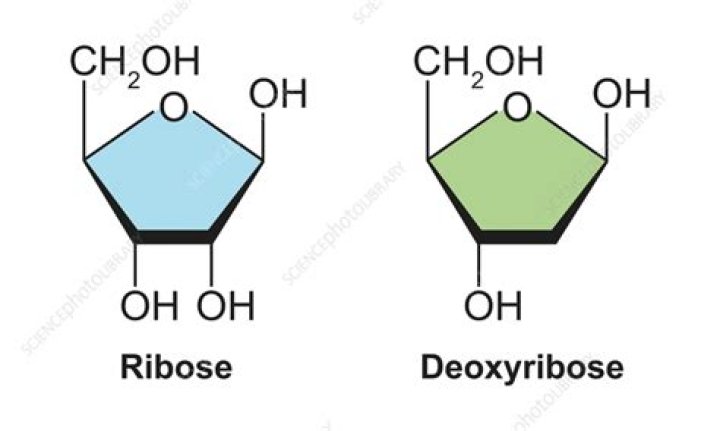What is the difference between ribose sugar and deoxyribose sugar?