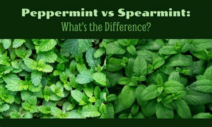 What is the difference between spearmint and peppermint leaves?