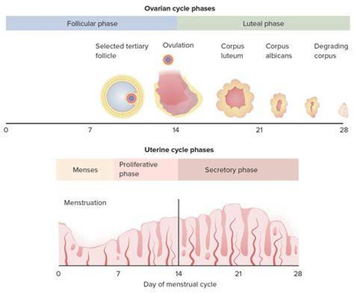 What is the layer of uterine mucosa shed in menstruation called?