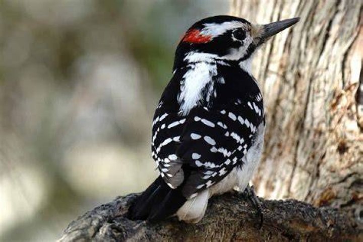 What kind of bird has a redhead and black body?