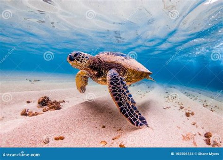 What lives in the Pacific Ocean?