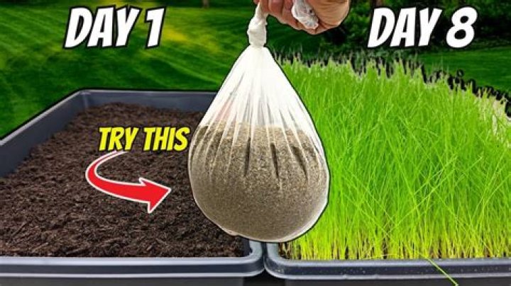 What makes grass grow faster?