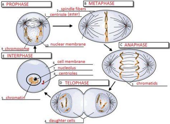 What moves chromatids during mitosis?