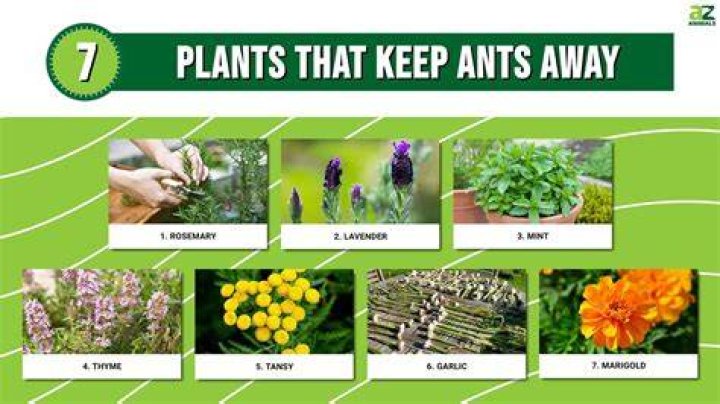 What plant keeps lizards away?