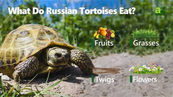 What plants can Russian tortoises eat?