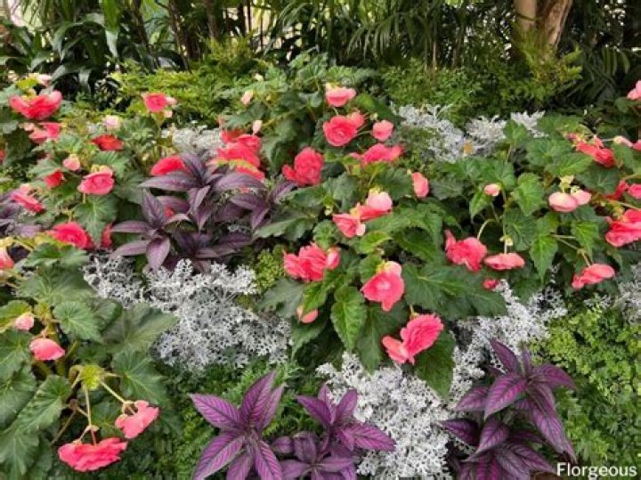 What plants go well with begonias?
