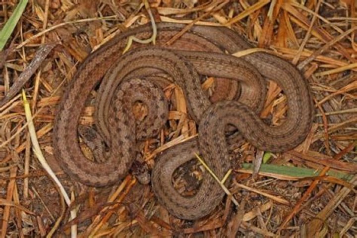What snake is brown with white stripes?