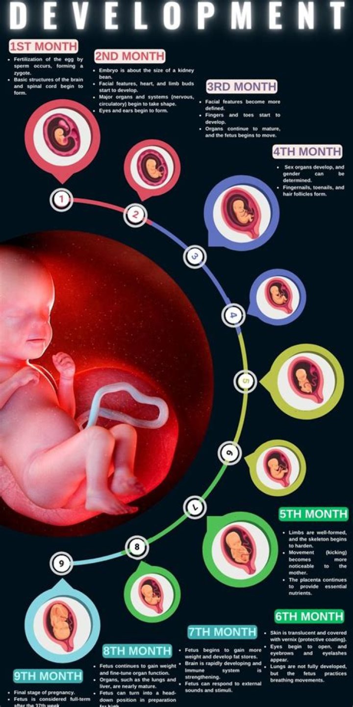What stage of prenatal development does the heart start beating?