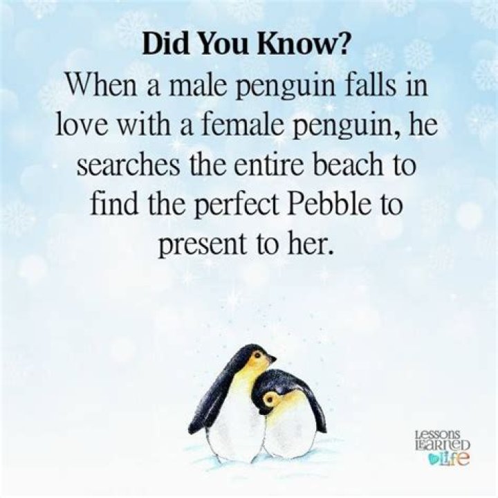 When a male penguin falls in love with a female penguin?