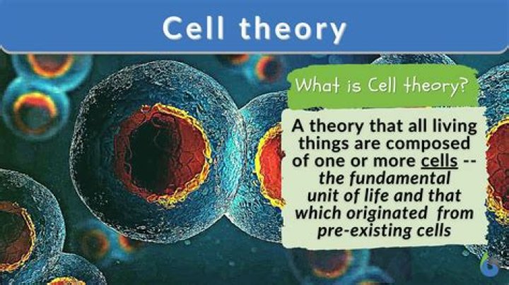 When did Robert Remak contribute to the cell theory?