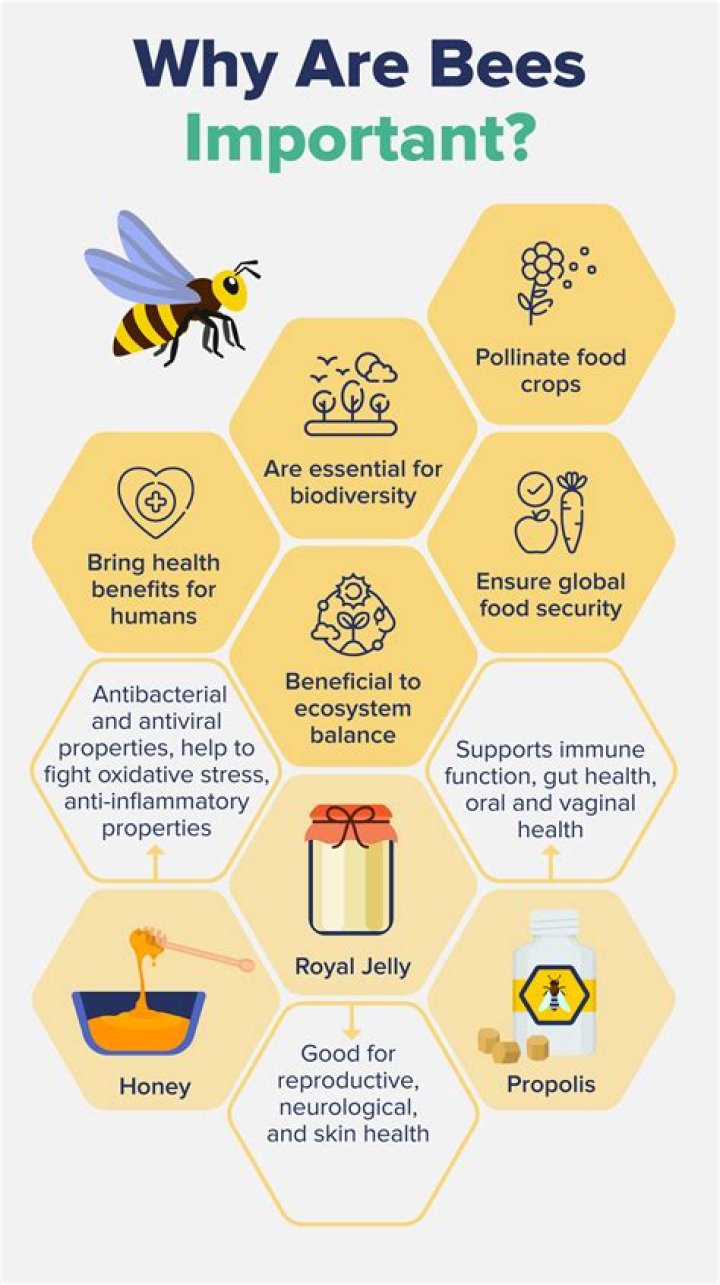 Why are bees around my house?