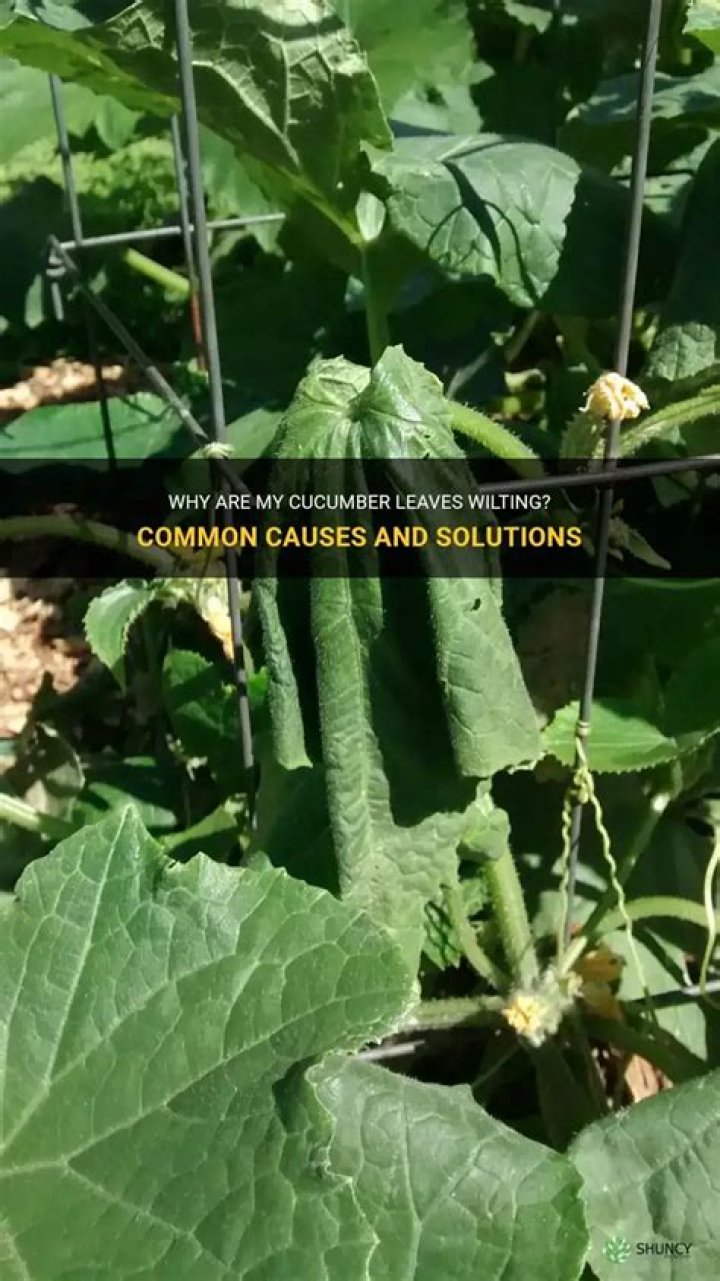 Why are my cucumber leaves wilting?