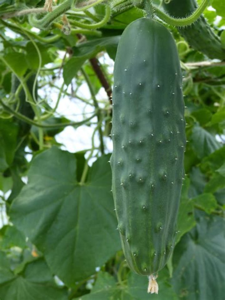 Why are my cucumbers fat on one end?