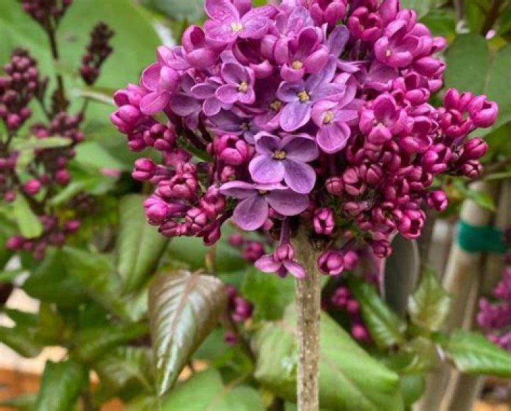 Why are my lilac leaves curling?