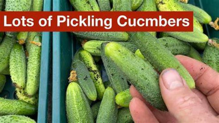 Why are my pickling cucumbers bitter?