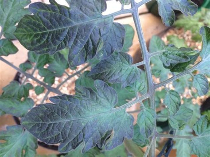 Why are my tomato plant stems purple?