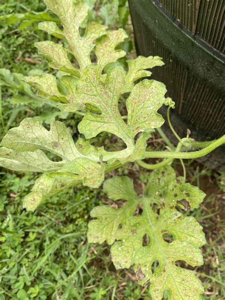 Why are my watermelon leaves turning yellow?