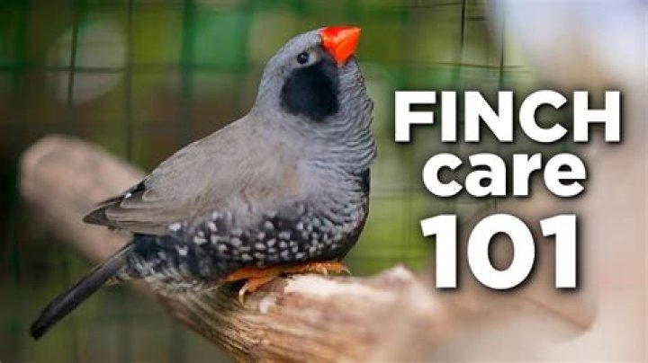 Why did my zebra finch died?