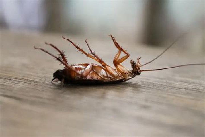 Why do I keep finding dead roaches?