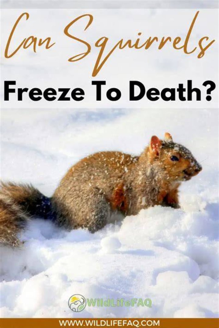 Why do squirrels not freeze to death?