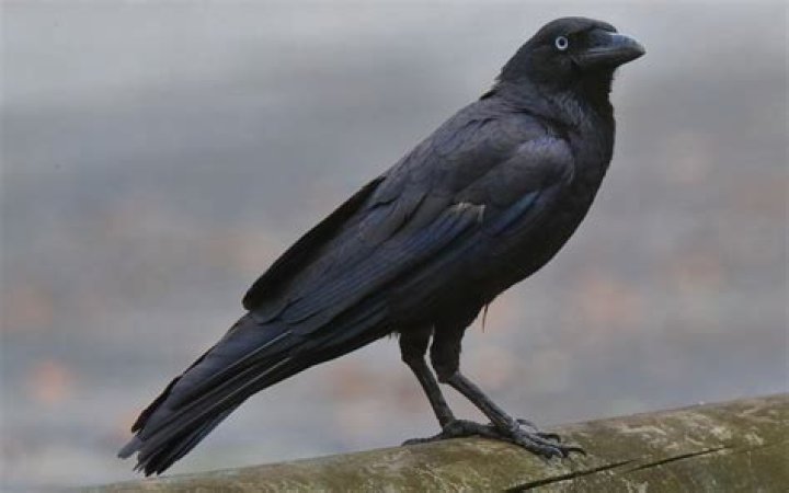 Why does a crow follow me?