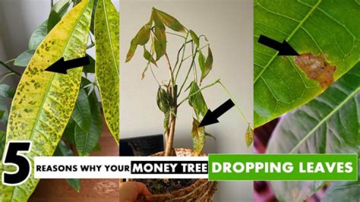 Why does my money tree leaves keep falling off?