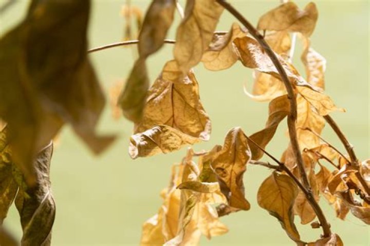 Why has my jasmine plant died?