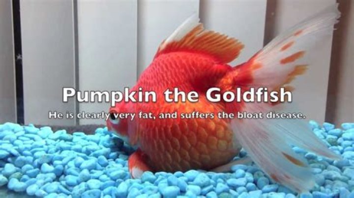 Why is my goldfish fat?