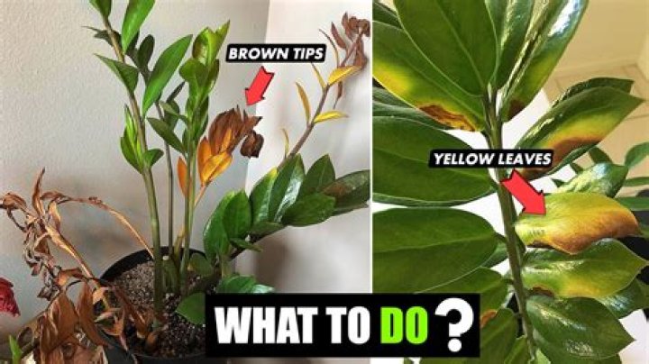 Why is my oregano plant turning brown?