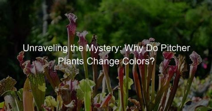 Why is my pitcher plant Brown?