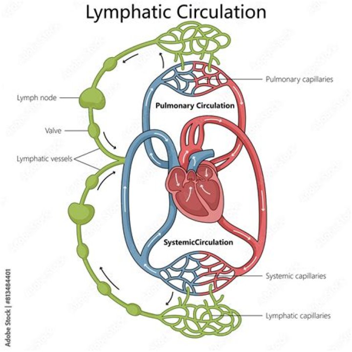 Why is the lymphatic system a one way system whereas the blood vascular system is a two way system?