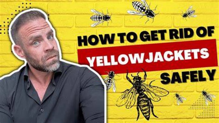 Will Terro kill yellow jackets?